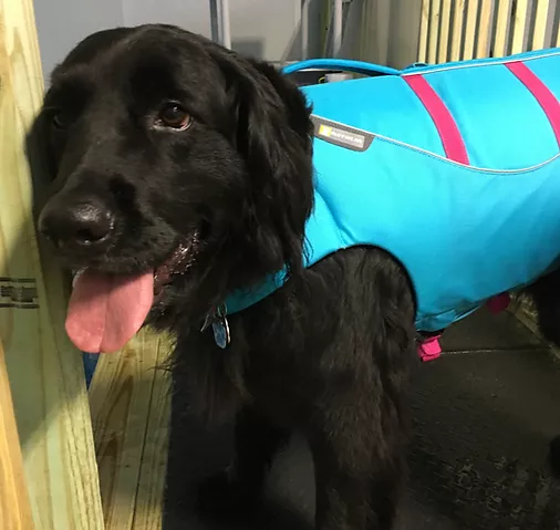 Black lab with vest